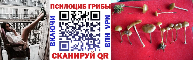 закладки  Грязи  Псилоцибиновые грибы MAGIC MUSHROOMS 